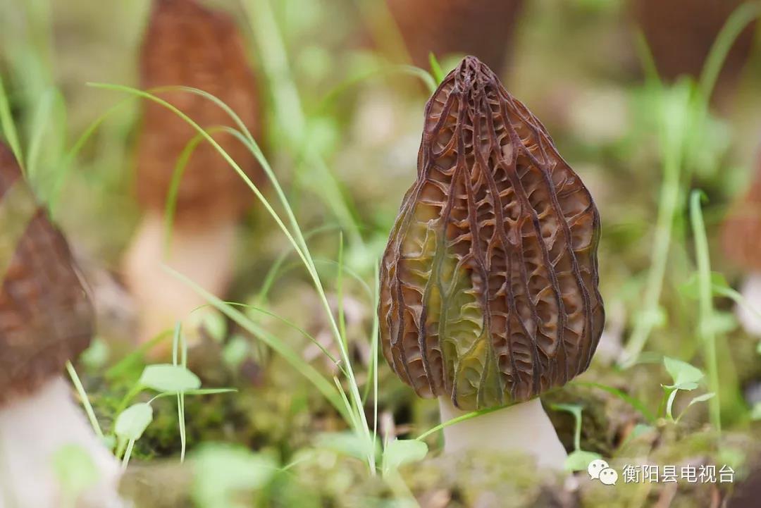 湖南金芙農(nóng)業(yè)科技有限公司,湖南蛹蟲草,湖南羊肚菌,蛹蟲草,羊肚菌,龍新,蟲草酒哪里好,衡陽食用菌,衡陽羊肚菌,衡陽蛹蟲草