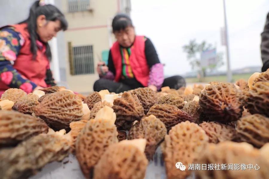 湖南金芙農(nóng)業(yè)科技有限公司,湖南蛹蟲草,湖南羊肚菌,蛹蟲草,羊肚菌,龍新,蟲草酒哪里好,衡陽食用菌,衡陽羊肚菌,衡陽蛹蟲草