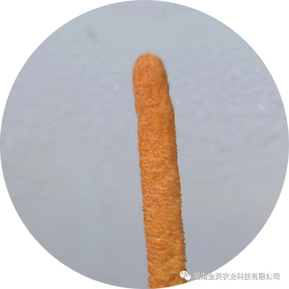 湖南金芙農(nóng)業(yè)科技有限公司,湖南蛹蟲草,湖南羊肚菌,蛹蟲草,羊肚菌,龍新,蟲草酒哪里好,衡陽(yáng)食用菌,衡陽(yáng)羊肚菌,衡陽(yáng)蛹蟲草